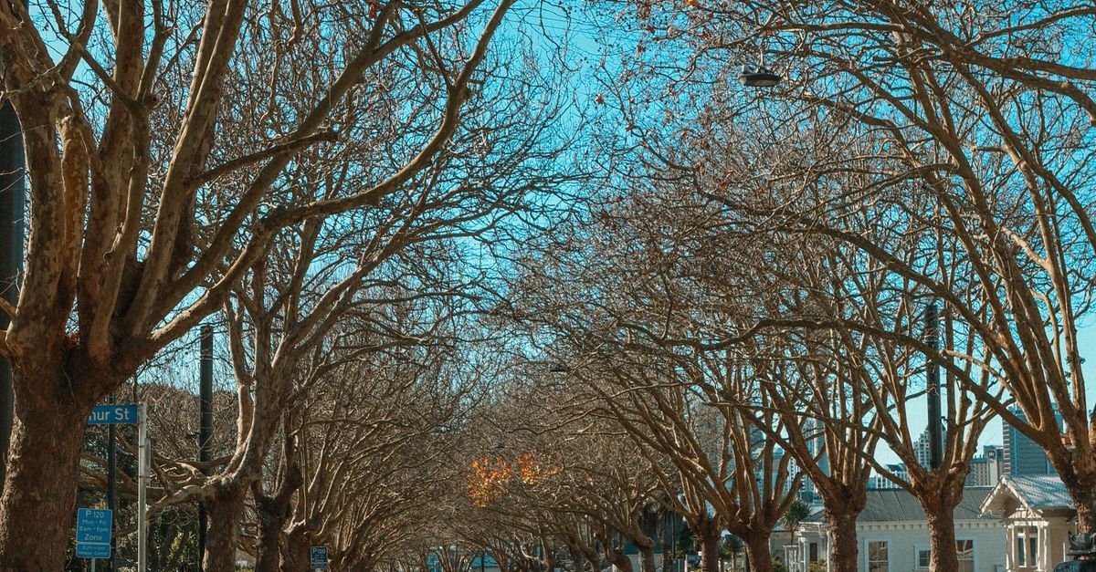 Ponsonby street in Auckland, New Zealand